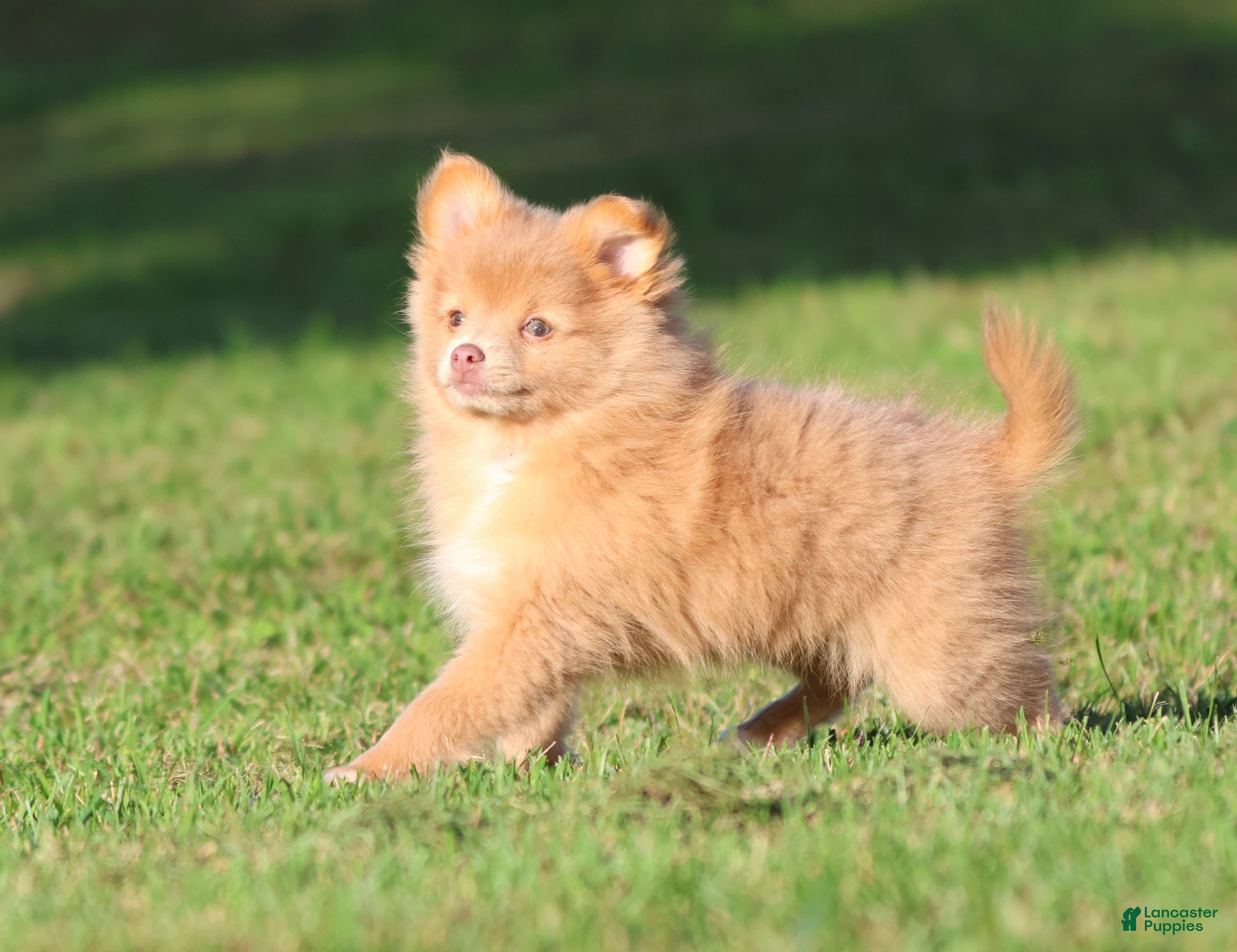 Pomeranian dogs Carmel - Ad 1