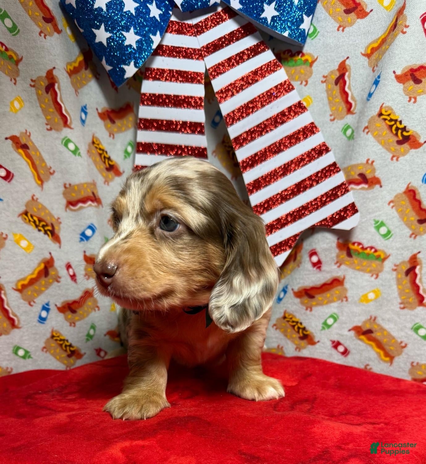 Dachshund dogs Halo - Ad 2