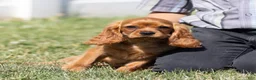Cavalier King Charles Spaniel dogs for sale: Rusty - Ad 3