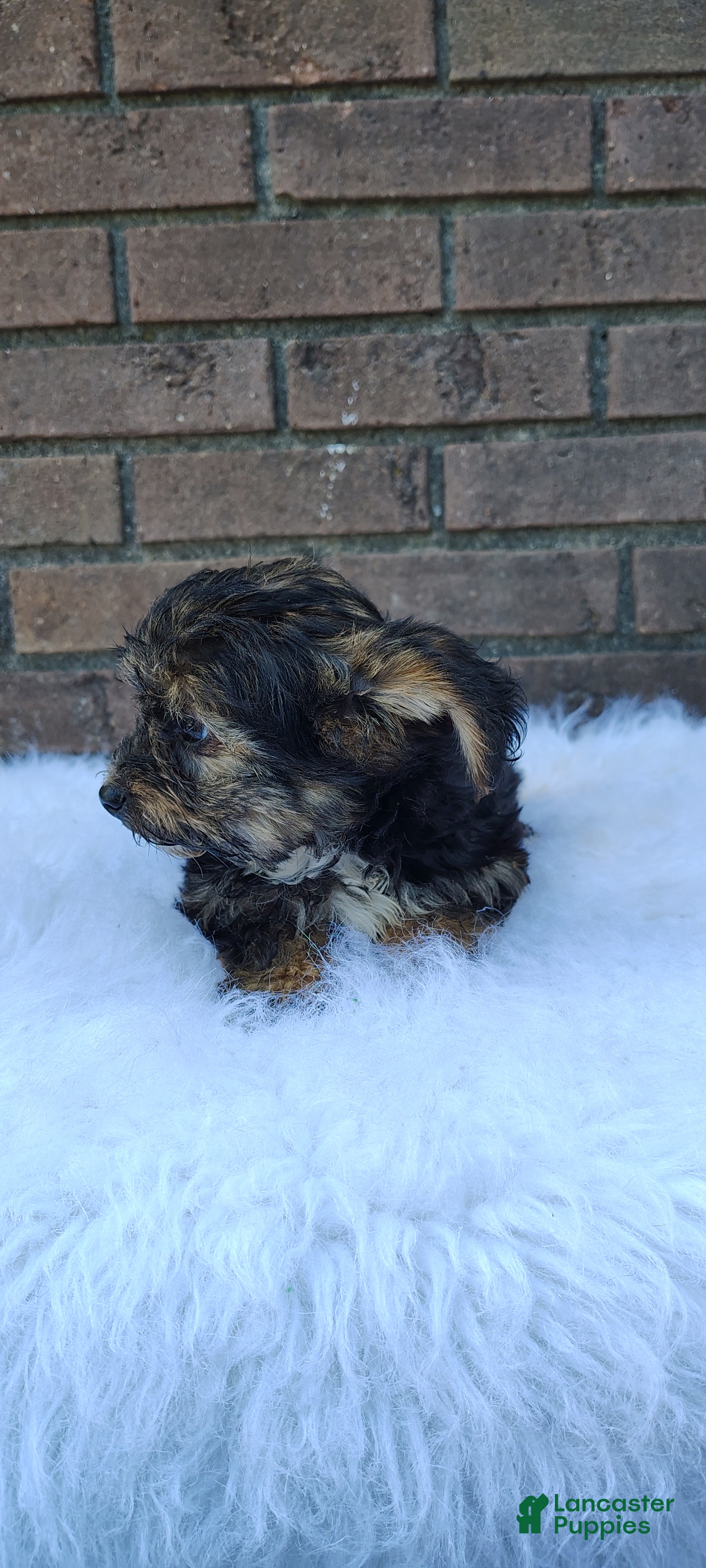 Yorkiepoo dogs Yanni - Ad 2