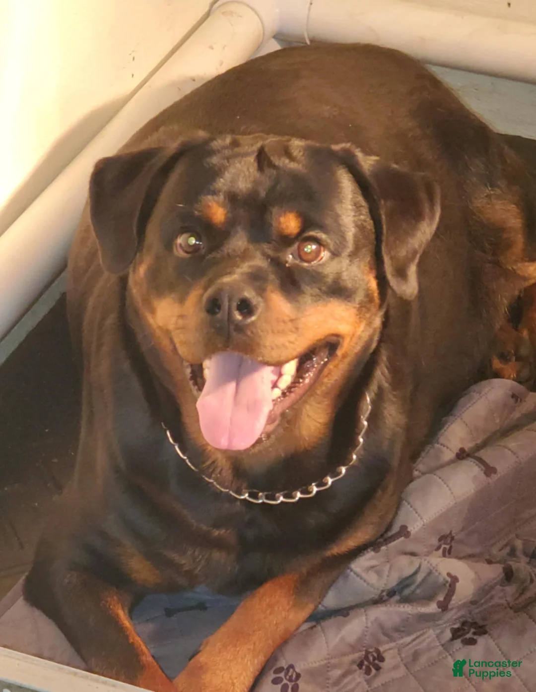Rottweiler dogs for sale: Rottweiler Puppy 4 - Ad 2