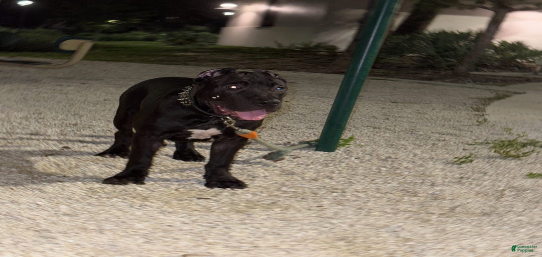 Gallery Image {{count}}