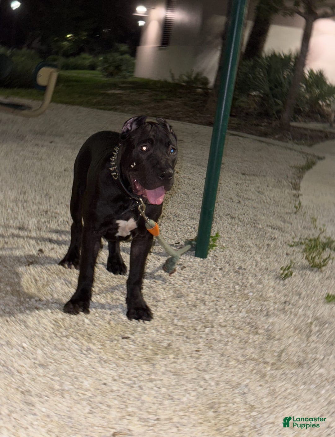 Gallery Image {{count}}