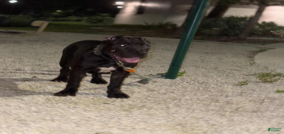 Gallery Image {{count}}