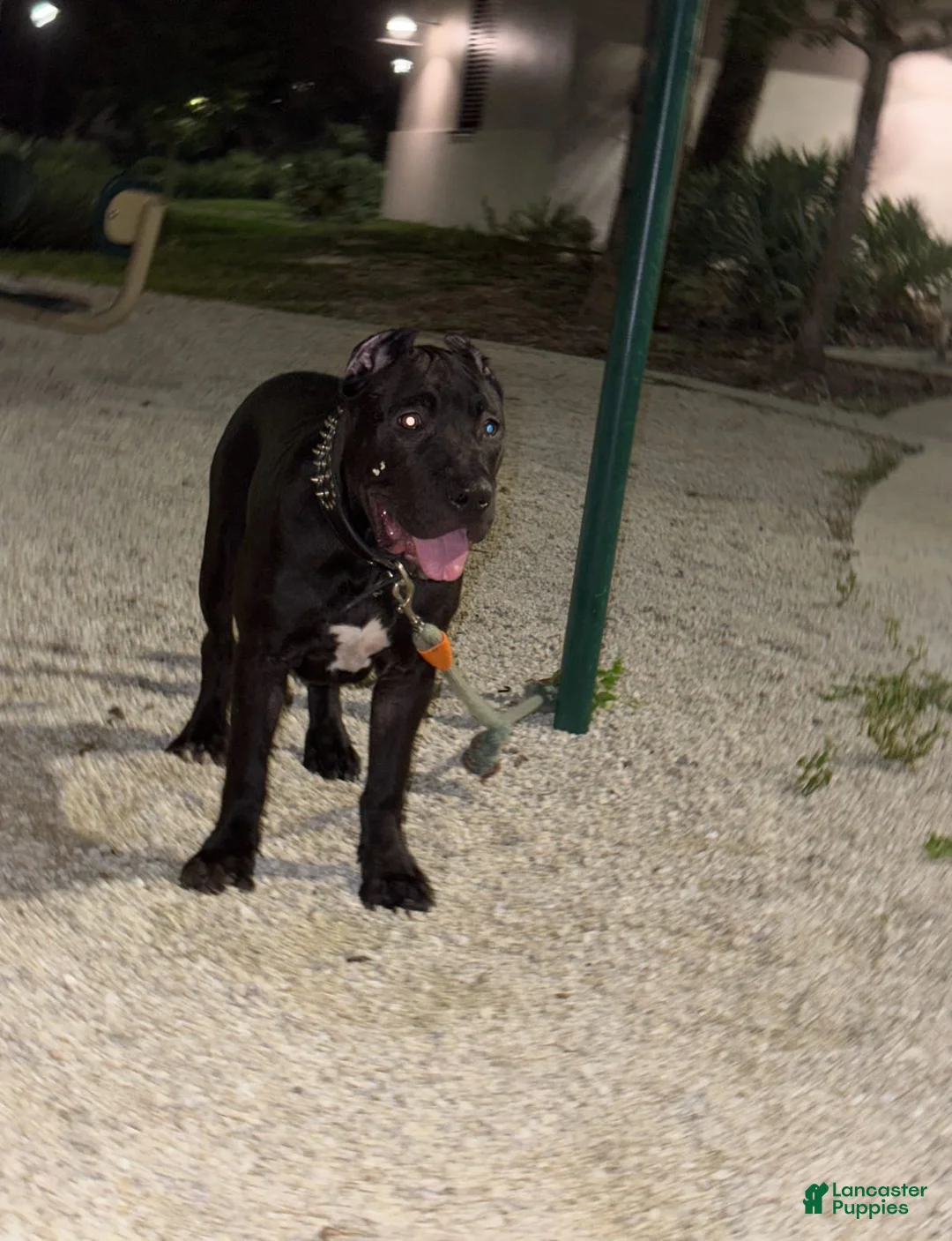 Gallery Image {{count}}