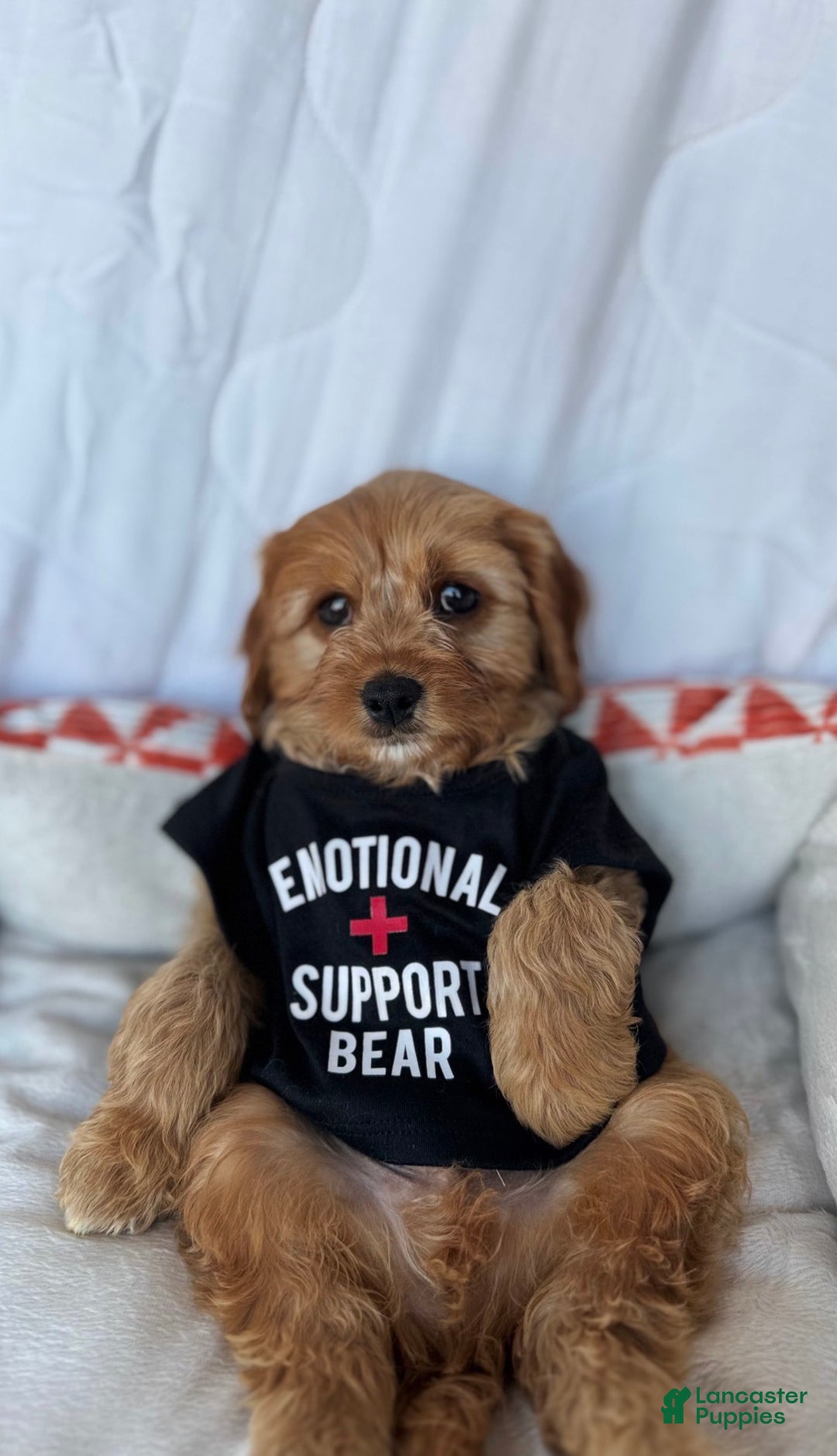 Cockapoo dogs for sale: Oliver – The “Emotional Support Bear” You’ll Fall in Love With 🧡🐾 - Ad 1