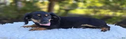 Miniature Dachshund dogs for sale: Trixie - Ad 3