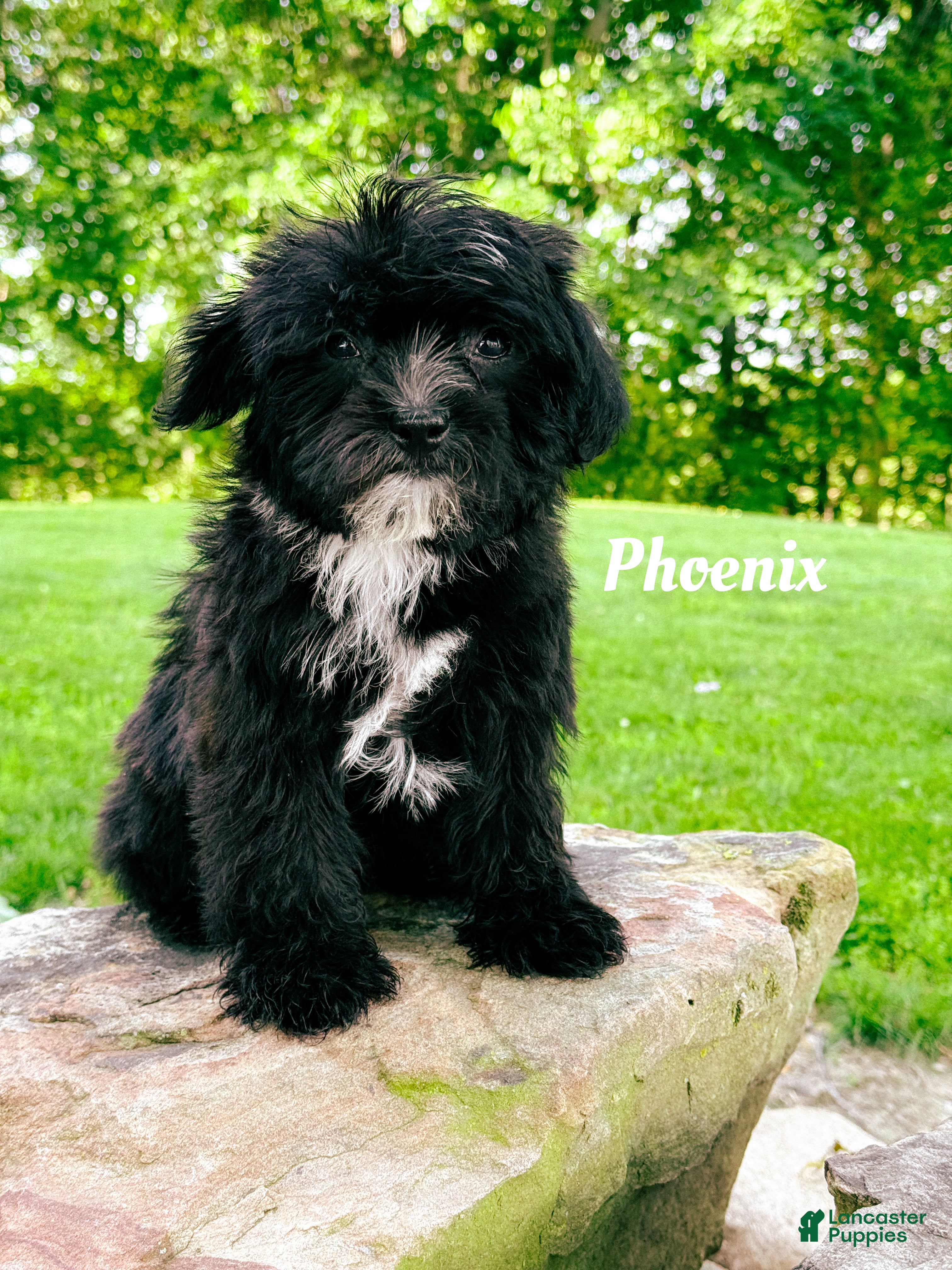 Mixed Breed dogs Phoenix - Ad 37