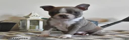 Boston Terrier dogs for sale: Cindy  - Ad 4