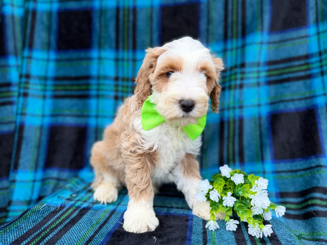 Cockapoo dogs for sale: Yogi - Ad 3