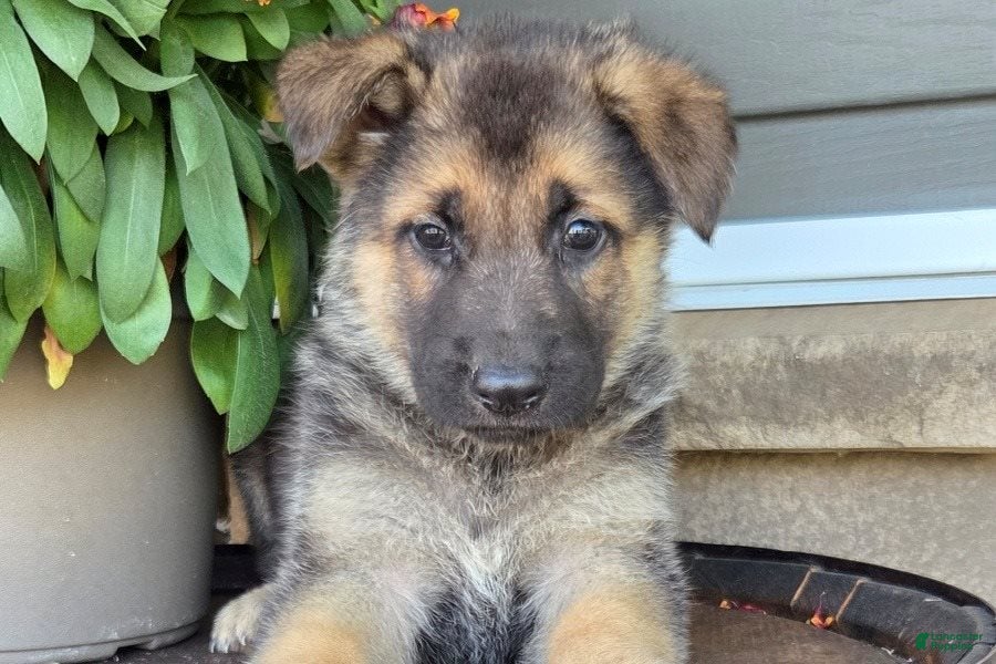 German Shepherd dogs Aurora - Ad 5