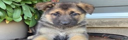 German Shepherd dogs for sale: Aurora - Ad 1