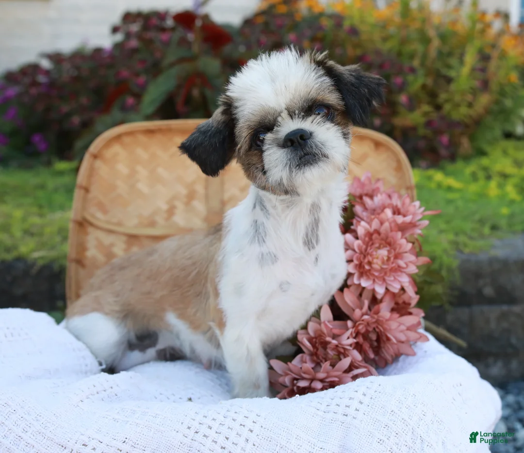 Shih Tzu dogs for sale: Tucker - Ad 9