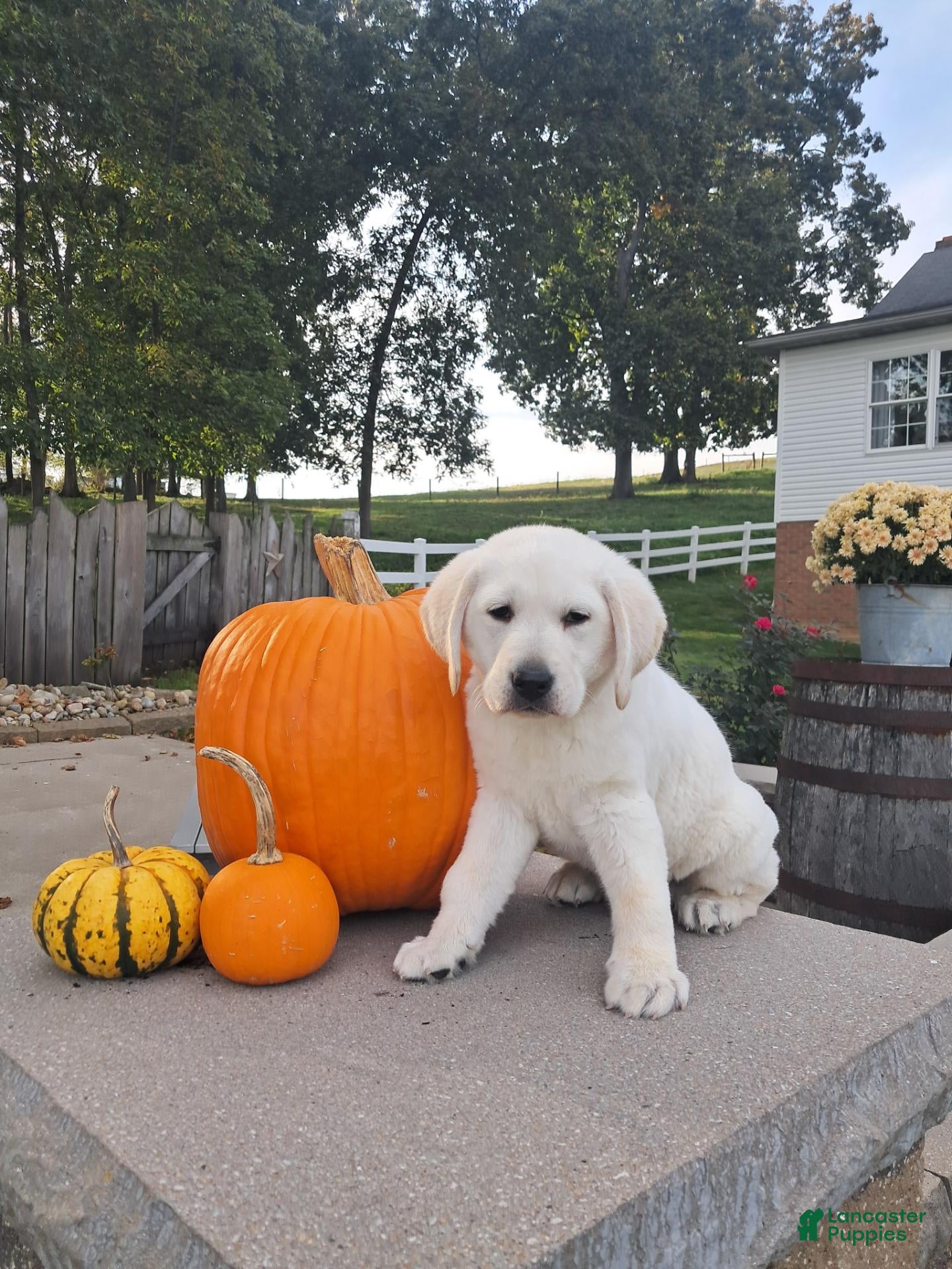 Labrador Retriever dogs Labrador Retriever 1 - Ad 2