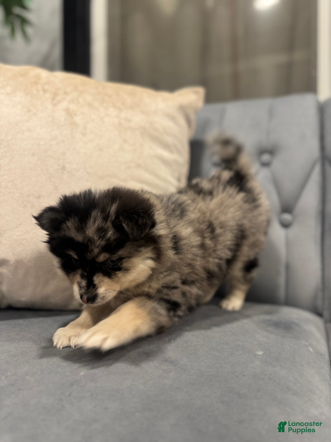 Pomsky dogs for sale: Cleo - Ad 2