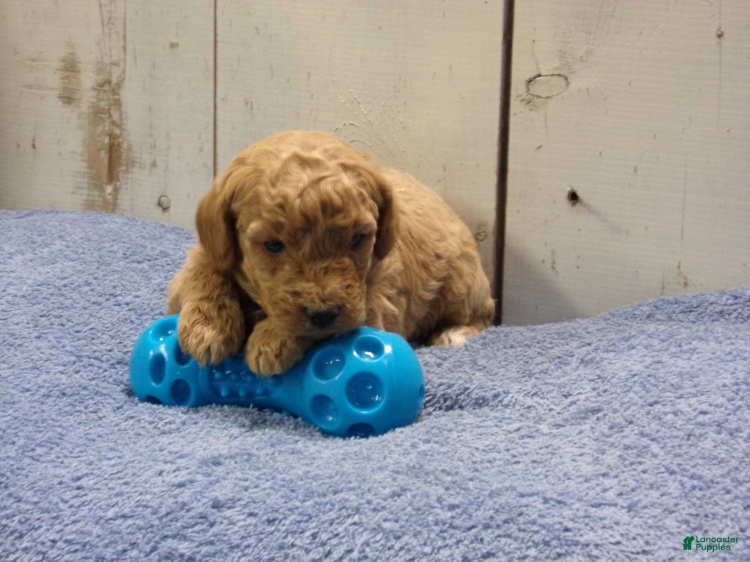 Standard Poodle dogs for sale: Ezra - Ad 3