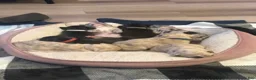 French Bulldog dogs for sale: Dior - Ad 7