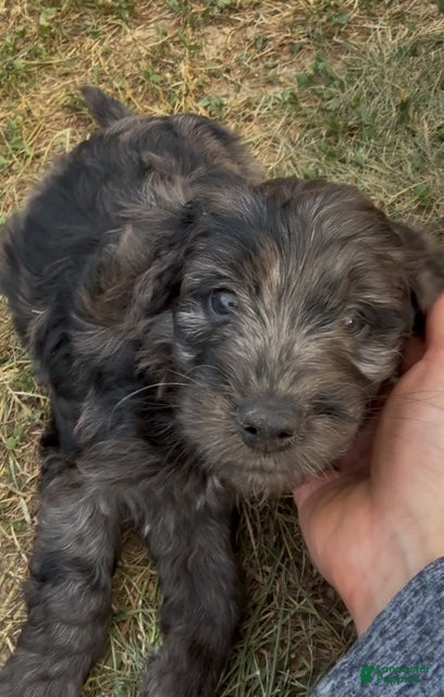Mini Goldendoodle dogs Parsley - Ad 2