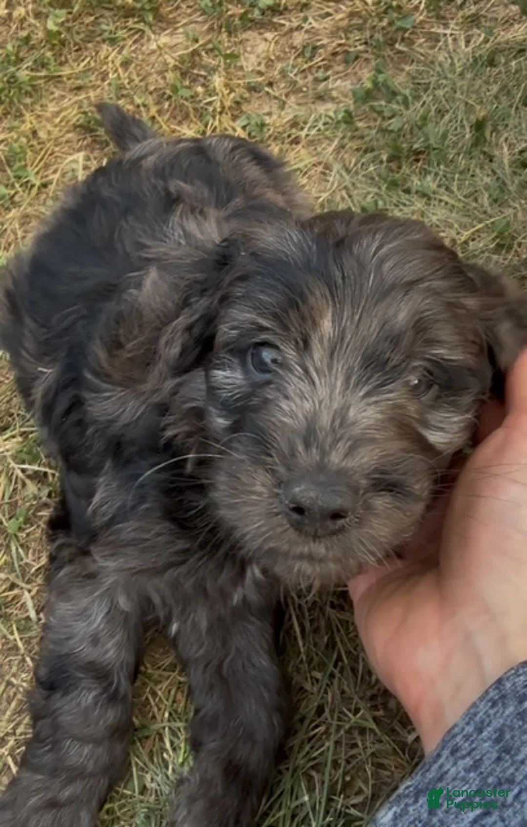 Mini Goldendoodle dogs for sale: Parsley - Ad 2