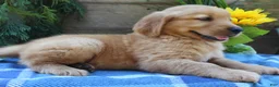 Golden Retriever dogs for sale: Rocky - Ad 7