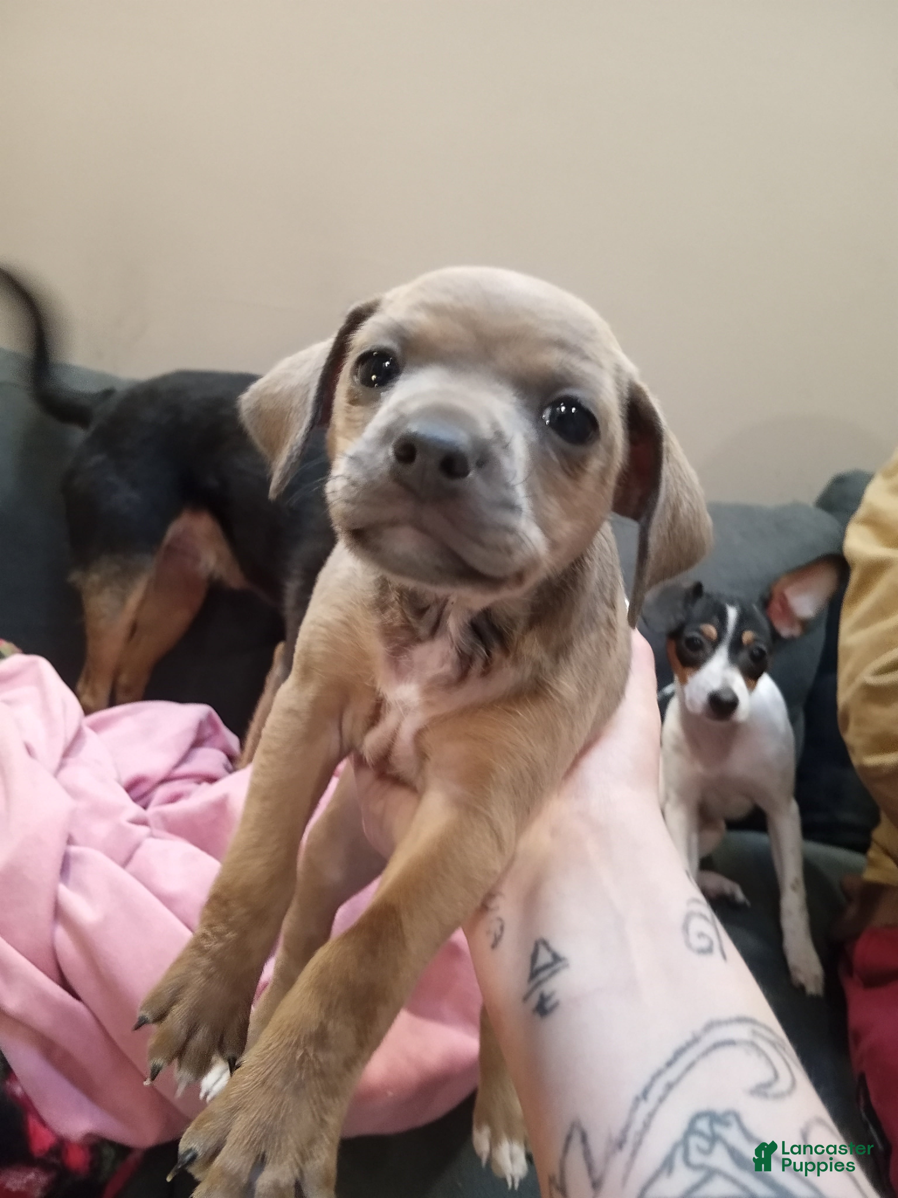 Jack Chi dogs Jack Chi Puppy 3 - Ad 3