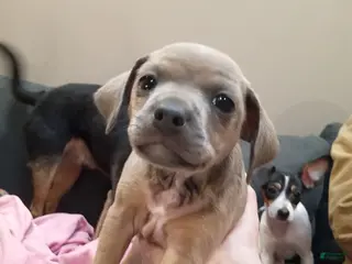 Jack Chi dogs Jack Chi Puppy 3 - Ad 3