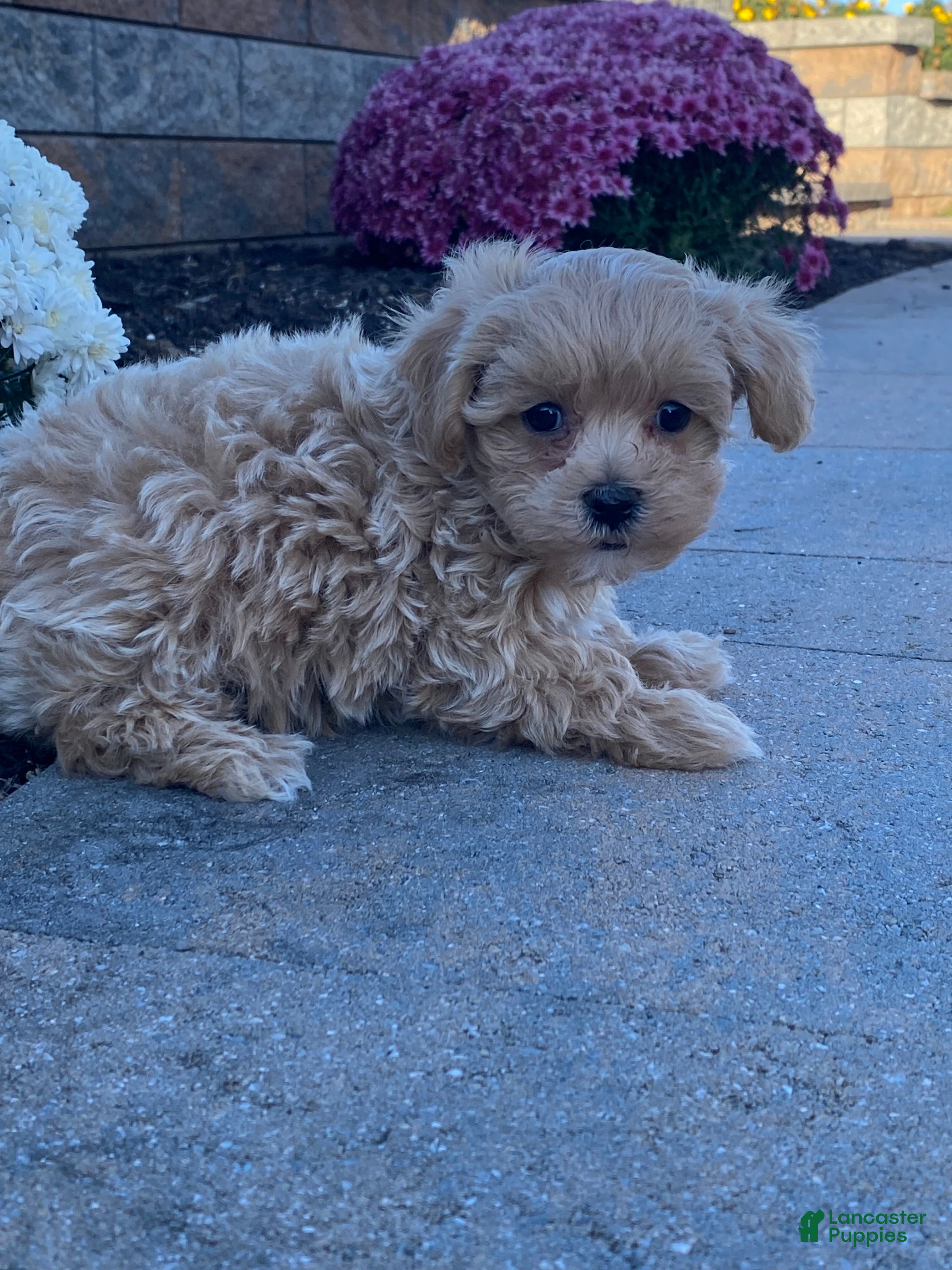 Yorkie Shih Tzu Maltipoo Mix Puppies Maltipoo Puppies For Sale In