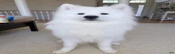 Samoyed dogs for sale: Ace - Ad 2