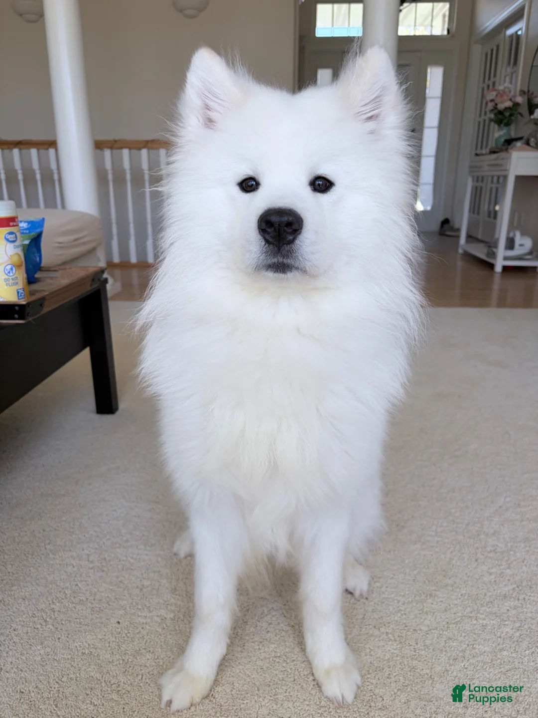 Samoyed dogs for sale: Ace - Ad 2