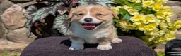 Welsh Corgi Pembroke dogs for sale: Namor  - Ad 3