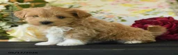 Maltipoo dogs for sale: Savilla - Ad 1