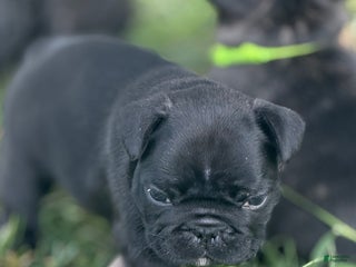 French Bulldog dogs - Ad 19