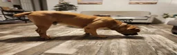 Cane Corso dogs for sale: Cane Corso 2 - Ad 66