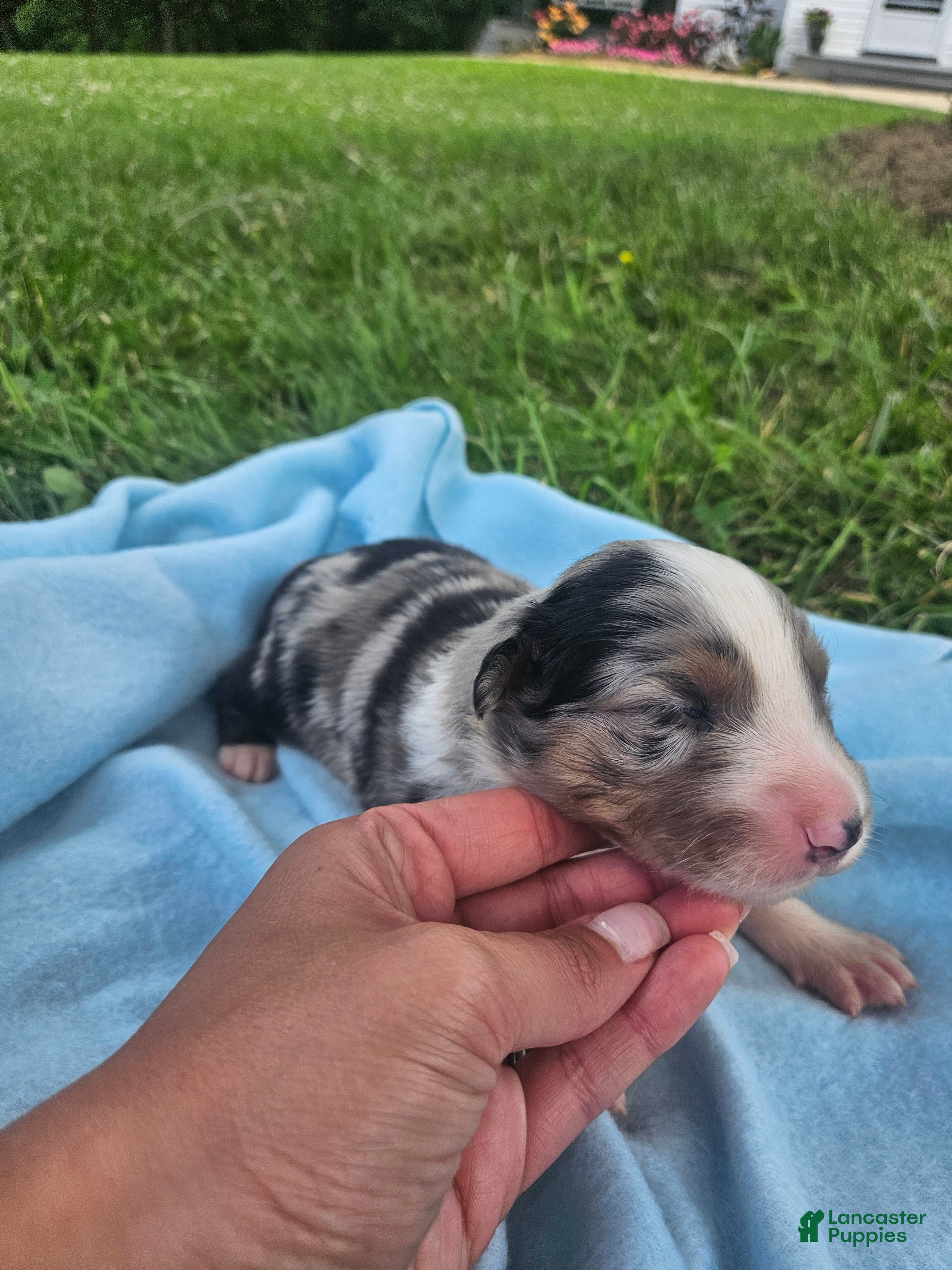Australian Shepherd dogs Lincoln - Ad 26