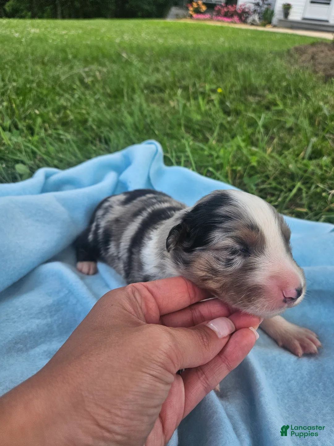 Australian Shepherd dogs for sale: Lincoln - Ad 1