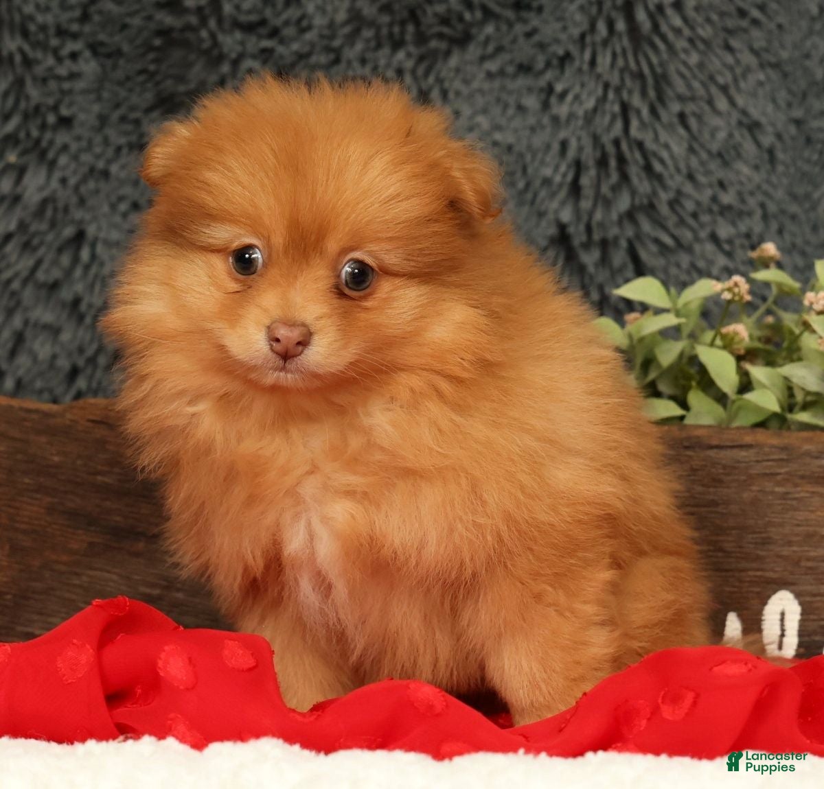Pomeranian dogs for sale: Cosmo - Ad 1