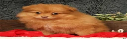 Pomeranian dogs for sale: Cosmo - Ad 3