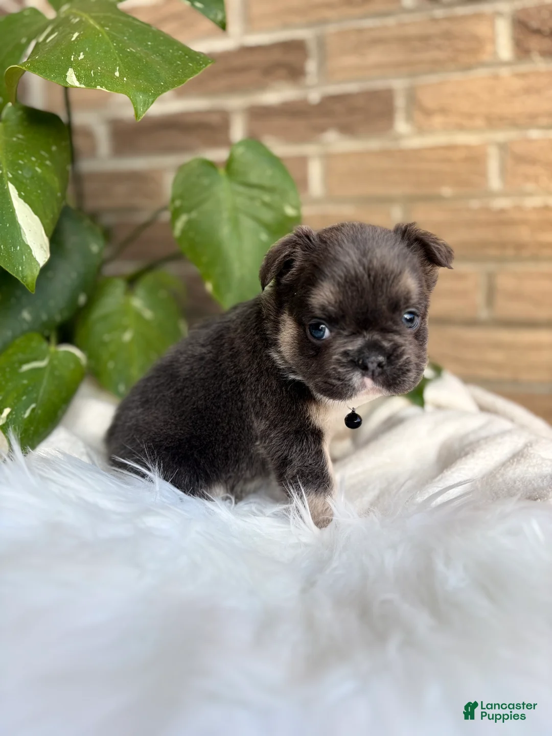 French Bulldog dogs for sale: French Bulldog Puppy 3 - Ad 2