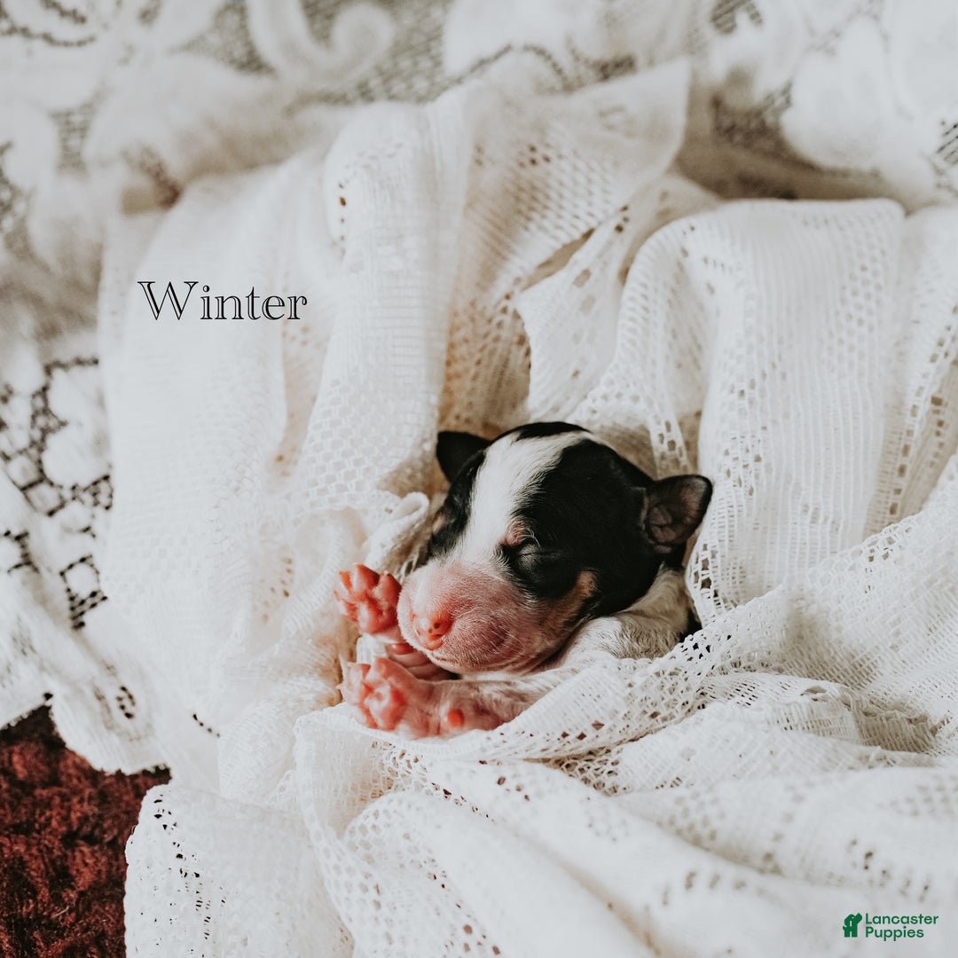 Standard Poodle dogs for sale: Winter - Ad 5