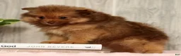 Pomeranian dogs for sale: Nutmeg - Ad 1