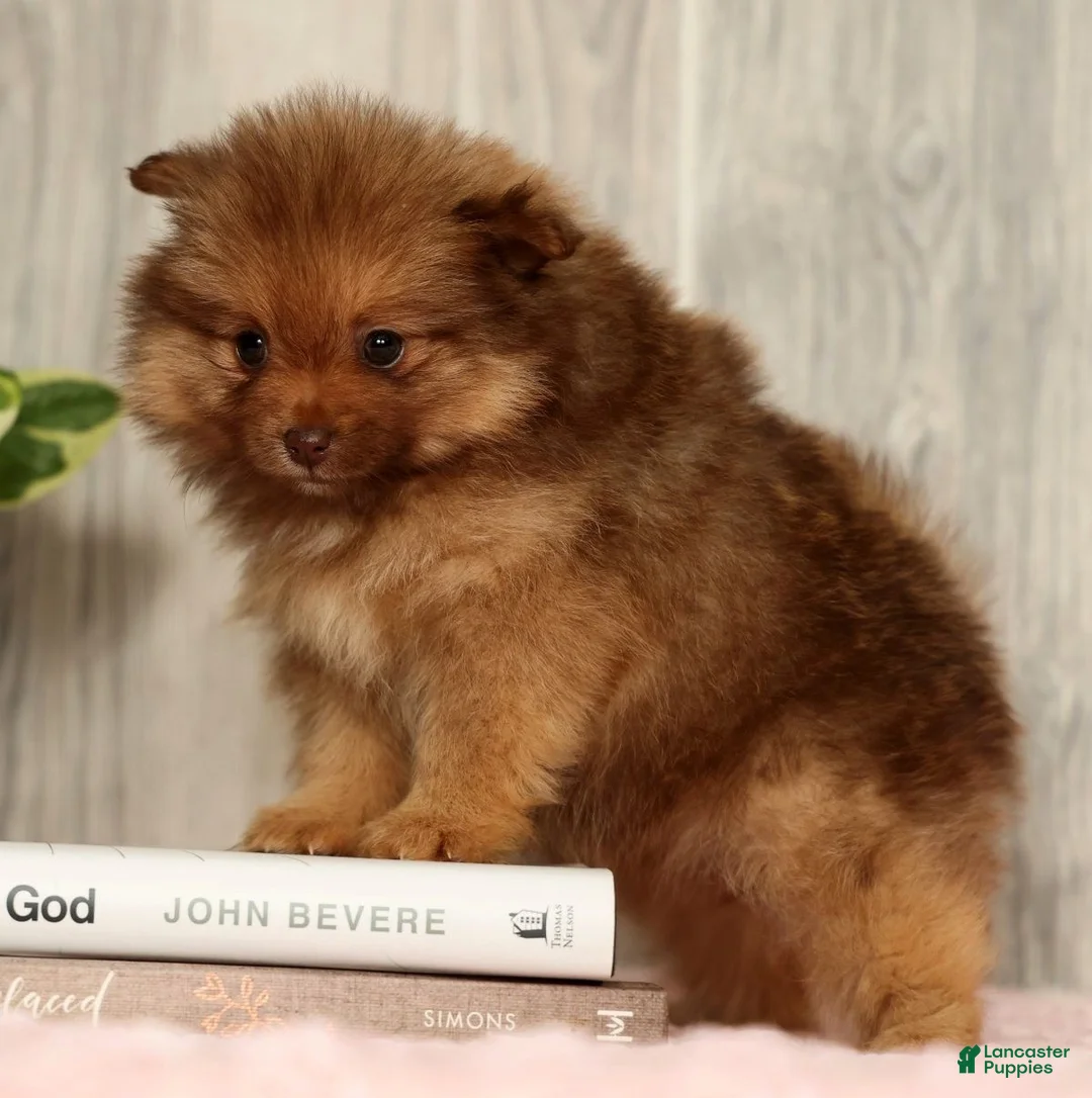 Pomeranian dogs for sale: Nutmeg - Ad 1
