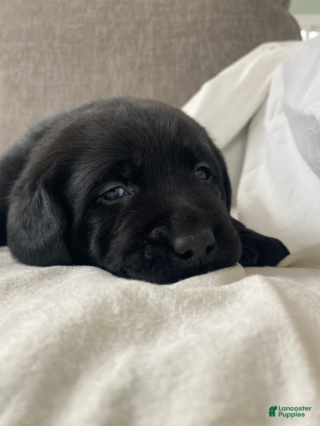 Labrador Retriever dogs for sale: Bear - Ad 2