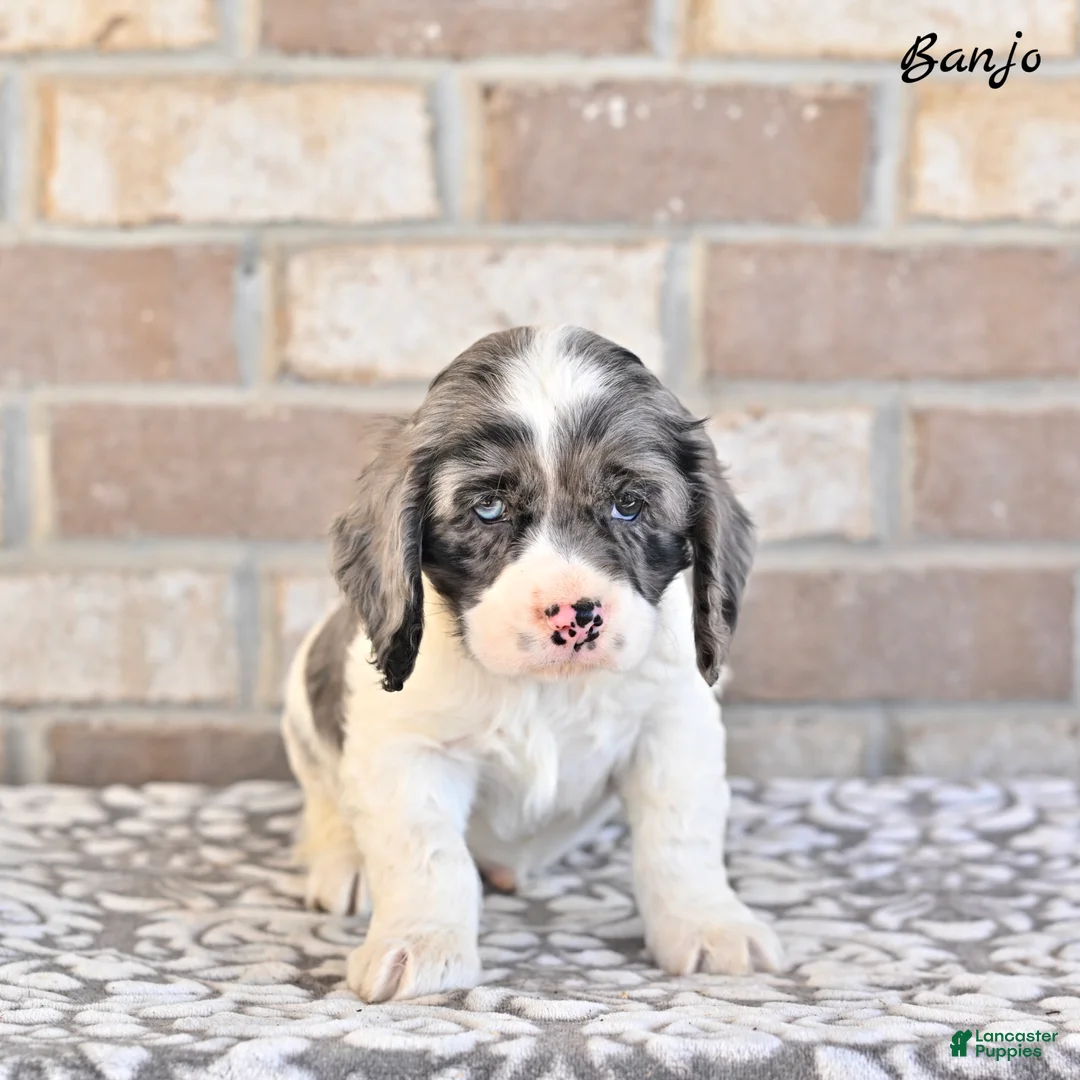 Cocker Spaniel dogs for sale: Banjo - Ad 4
