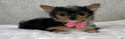 Yorkshire Terrier dogs for sale: Jasmine - Ad 3