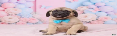 Dexter