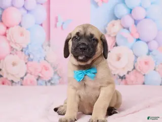 English Mastiff dogs for sale: Dexter - Ad 2