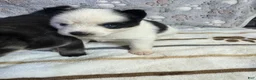 Pomsky dogs for sale: Patrick aka P - Ad 3