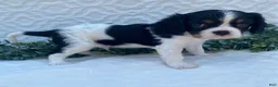 Cavalier King Charles Spaniel dogs for sale: George- genetic clear - Ad 4