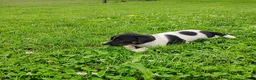 Jack Russell Terrier dogs for sale: Buster - Ad 3