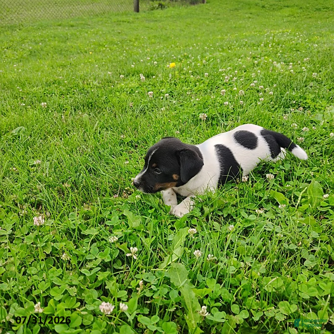 Jack Russell Terrier dogs for sale: Buster - Ad 3